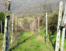 Immagine 3 di BOTTICINO CLASSICO D.O.C. PIA' DELLA TESA NOVENTA