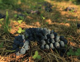 Immagine 4 di BOTTICINO CLASSICO D.O.C. PIA' DELLA TESA NOVENTA