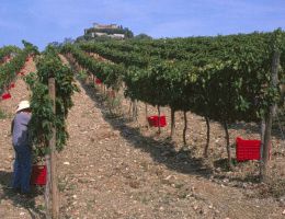 Immagine 3 di BRUNELLO DI MONTALCINO D.O.C.G. RISERVA VIGNA DEL GREPPO