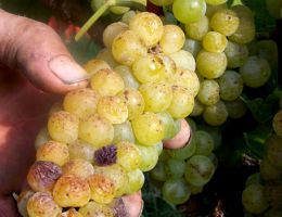 Immagine 2 di MOSCATO D'ASTI D.O.C.G. CANELLI  CASCINA BARISÉL