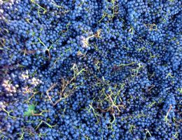 Immagine 2 di IL CORZANO TOSCANA I.G.T. ROSSO