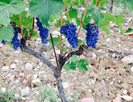 Immagine 5 di IL CORZANO TOSCANA I.G.T. ROSSO