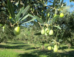 Immagine 2 di OLIO EXTRAVERGINE DI OLIVA D.O.P. COLLINE TEATINE DI QUALITA' SUPERIORE