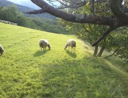 Immagine 3 di PECORINO DI FARINDOLA