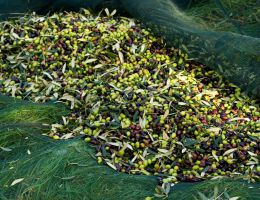 Immagine 2 di OLIO EXTRAVERGINE DI OLIVA D.O.P. APRUTINO DI CATEGORIA SUPERIORE