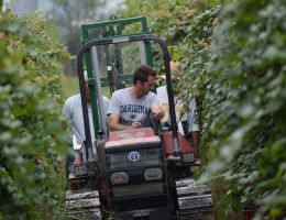 Immagine 2 di NIZZA D.O.C.G. TITON L'ARMANGIA VINI