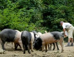 Immagine 3 di PROSCIUTTO CRUDO DI CINTA SENESE 24 MESI AGRI PRATICINO