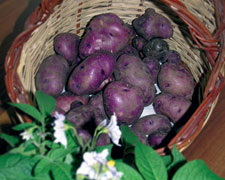 Immagine 1 di PATATA TURCHESSA DEL GRAN SASSO