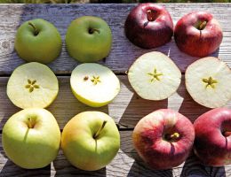 Immagine 1 di Varietà di Mele Alto Adige