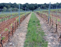 Immagine 3 di CHIANTI COLLI SENESI RISERVA D.O.C.G. SAN CIRINO