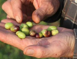 Immagine 2 di OLIO EXTRAVERGINE DI OLIVA CULTIVA CRU LECCIO DEL CORNO