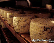 Immagine 1 di PECORINO APPENNINICO