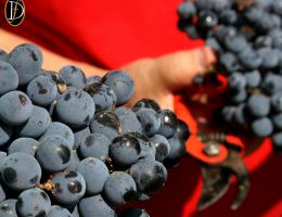 Immagine 2 di ISOLA DEI NURAGHI ROSSO I.G.T. AJANA