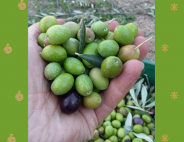 Immagine 5 di OLIO EXTRAVERGINE DI OLIVA CULIVAR NERA D'OLIENA  ALTA QUALITA' GHERMANU