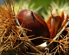 Immagine 1 di Il Marrone del Mugello I.G.P.