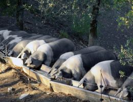 Immagine 2 di PROSCIUTTO CRUDO DI CINTA SENESE D.O.P.