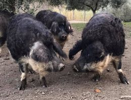 Immagine 1 di PROSCIUTTO CRUDO DA RAZZA  lANUTI MANGALITZA