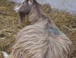 Immagine 3 di STAEL DE CAVRA CASIFICIO SAN FAUSTINO