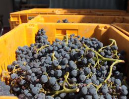 Immagine 3 di CANNONAU DI SARDEGNA D.O.C. RISERVA IN ANFHORA