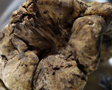 Immagine 2 di TARTUFO BIANCO BIO DI ACQUALAGNA