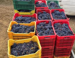 Immagine 3 di IL PIAGGIA CARMIGNANO RISERVA D.O.C.G.