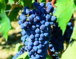 Immagine 4 di IL PIAGGIA CARMIGNANO RISERVA D.O.C.G.