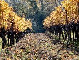 Immagine 2 di SASSOCARLO I.G.T. BIANCO TOSCANA