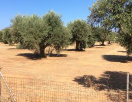 Immagine 2 di OLIO EXTRAVERGINE DI OLIVA CULTIVAR NERA DI GONNOS QUALITA' SUPERIORE