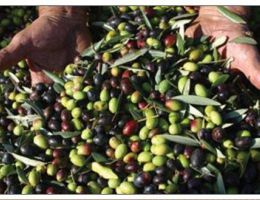 Immagine 3 di OLIO EXTRAVERGINE DI OLIVA CULTIVAR NERA DI GONNOS QUALITA' SUPERIORE