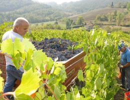 Immagine 2 di CARMIGNANO D.O.C.G. RISERVA LE VIGNE ALTE MONTALBIOLO