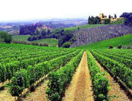 Immagine 4 di CARMIGNANO D.O.C.G. RISERVA LE VIGNE ALTE MONTALBIOLO