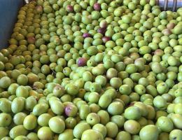 Immagine 3 di OLIO EXTRAVERGINE DI OLIVA D.O.P. SARDEGNA BLEND DI CATEGORIA SUPERIORE