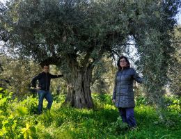 Immagine 2 di OLIO EXTRAVERGINE DI OLIVA D.O.P. SARDEGNA BLEND DI CATEGORIA SUPERIORE