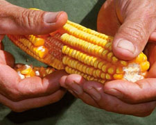 Immagine 2 di FARINA DA POLENTA BRAMATA BIO DA MAIS VITREO LINEA GOURMET MOLINO RIVA