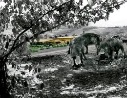 Immagine 4 di PROSCIUTTO CRUDO DA SUINO NERO DI PARMA  ROSA DELL'ANGELO