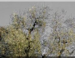 Immagine 4 di OLIO EXTRAVERGINE DI OLIVA BLEND DI QUALITA' SUPERIORE