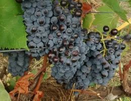 Immagine 4 di VILLA DI CAPEZZANA CARMIGNANO D.O.C.G.