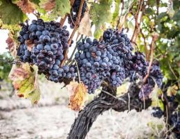 Immagine 4 di CANNONAU DI SARDEGNA D.O.C. RISERVA  NEPENTE DI OLIENA