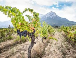 Immagine 5 di CANNONAU DI SARDEGNA D.O.C. RISERVA  NEPENTE DI OLIENA