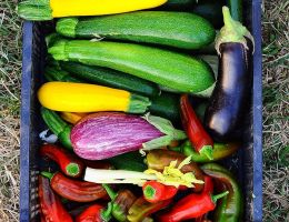 Immagine 3 di CARCIOFO TARDIVO DI SAN LUCA