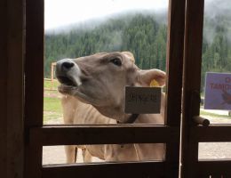 Immagine 3 di PUZZONE DI MOENA D.O.P. CASIFICIO SOCIALE DI PREDAZZO E MOENA