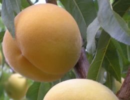 Immagine 2 di PESCA TARDIVA DI LEONFORTE I.G.P.