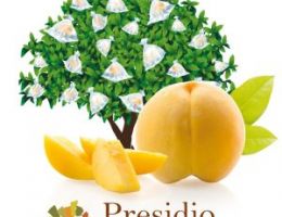 Immagine 3 di PESCA TARDIVA DI LEONFORTE I.G.P.