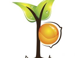 Immagine 1 di PESCA TARDIVA DI LEONFORTE I.G.P.