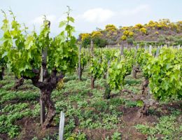 Immagine 4 di ETNA ROSATO D.O.C. ALNUS