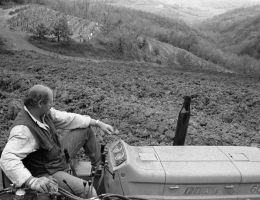 Immagine 2 di VENEZIA GIULIA I.G.T. RIBOLLA GIALLA I BLU RADIKON