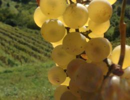 Immagine 4 di VENEZIA GIULIA I.G.T. RIBOLLA GIALLA I BLU RADIKON