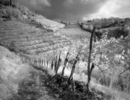 Immagine 5 di VENEZIA GIULIA I.G.T. RIBOLLA GIALLA I BLU RADIKON