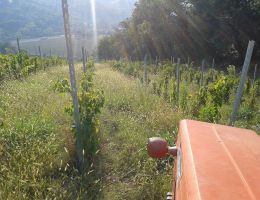 Immagine 2 di CONORO RISERVA D.O.C.G. FOLLE