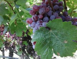 Immagine 2 di TRENTINO D.O.C.TEROLDEGO GRILL EREDI DO COBELLI